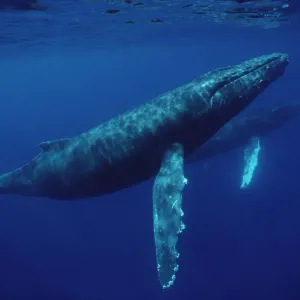 Wale Megaptera novaeangliae Paar unter Wasser in den Hawai-Inseln Wale Megaptera novaeangliae Paar unter Wasser in den Hawai-Inseln