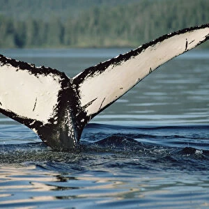 Humpback Whale (Megaptera novaeangliae) tail