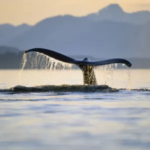 Rücken des Humpbackschwanzes in der Innenpassage von Alaska Rücken des Humpbackschwanzes in der Innenpassage von Alaska