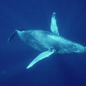 Riesenwal (Megaptera novaeangliae), unter Wasser in den Hawai-Inseln Riesenwal (Megaptera novaeangliae), unter Wasser in den Hawai-Inseln