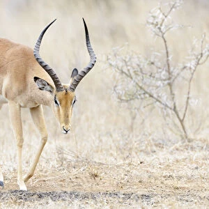 Impala (Aepyceros melampus) male, Kruger National Park, South Africa
