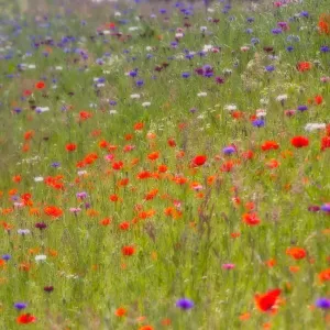 Eindruck eines Feldes mit blühenden Wildblumen