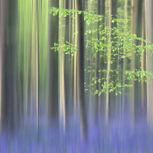 Eindruck der blühenden Blauvögel im Hallerbos, Belgien