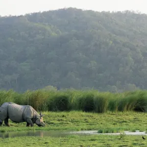 Indischer Riesenrhinos (Rhinoceros unicornis), Grasen in Indien, Assam im Kaschmir-Nationalpark Indischer Riesenrhinos (Rhinoceros unicornis), Grasen in Indien, Assam im Kaschmir-Nationalpark
