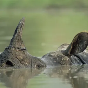 Indischer Riesenrhinos (Rhinoceros unicornis), Wallen in Indien, Assam im Kaschmir-Nationalpark Indischer Riesenrhinos (Rhinoceros unicornis), Wallen in Indien, Assam im Kaschmir-Nationalpark
