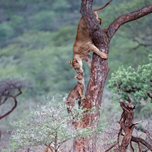 Interaction between a female Lion (Panthera leo) and her cub in a tree