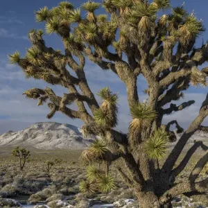 Joshua Tree (Yucca brevifolia), Parque Nacional de la Valle de la Muerte, California. Joshua Tree (Yucca brevifolia), Parque Nacional de la Valle de la Muerte, California.