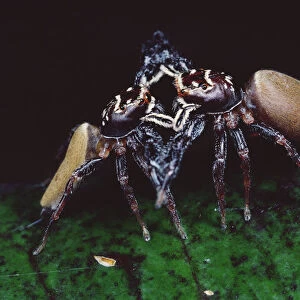 Jumping Spider (Bavia aericeps) two females fighting, Australia