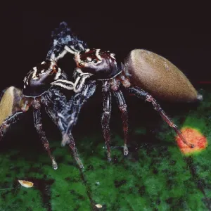 Jumping Spider (Bavia aericeps) two females fighting, Australia Jumping Spider (Bavia aericeps) two females fighting, Australia