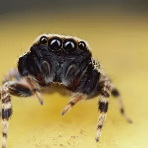 Jumping Spider portrait, Singapore