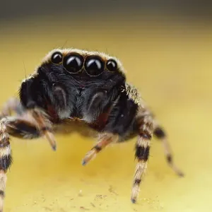Singapore Jumping Spider Print Singapore Jumping Spider Print