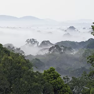 Kibale Forest covered in mist, western Uganda