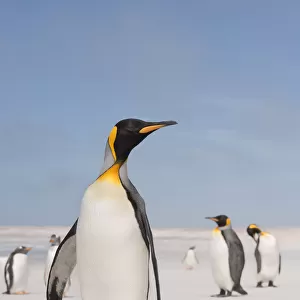 King penguin (Aptenodytes patagonicus) standing on the beach, Falkland Islands