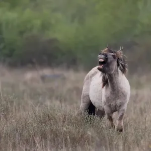 Pferd (Equus caballus), zeigt Flemingverhalten, Lauwermeer, Ballastplaat