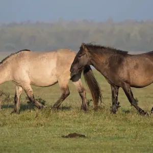 Zwei Koniksäbelhörner (Equus ferus caballus) suchen nach Nahrung in dem Lauwersmeergebiet der Niederlande