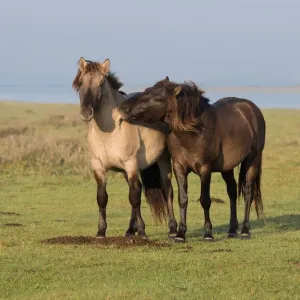Zwei Konik-Pferde (Equus ferus caballus), die spielen, Lauwersmeer, Niederlande