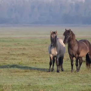 Zwei Konik-Pferde (Equus ferus caballus) stehen in der Landschaft, Lauwersmeer.