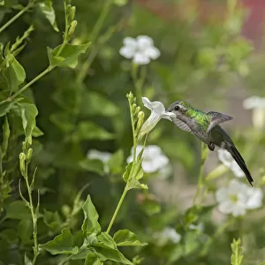 Kubasmaragdkolibri (Chlorostilbon ricordii) female flying and feeding at a flower, Cuba