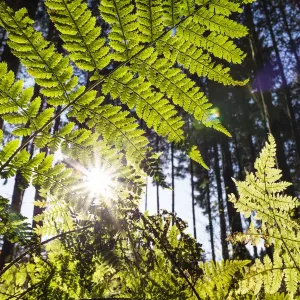 Herbstmoos (Athyrium filix-femina) im Wald, Oberbayern, Deutschland Herbstmoos (Athyrium filix-femina) im Wald, Oberbayern, Deutschland