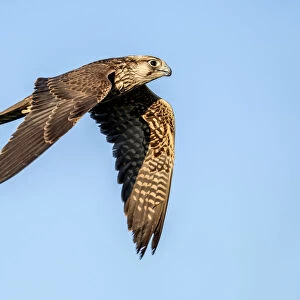 Lanner Falcon (Falco Biarmicus) male, in flight, Gelderland, the Netherlands