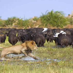 A large male Lion (Panthera leo) charges at a herd of African Buffalo (Syncerus caffer