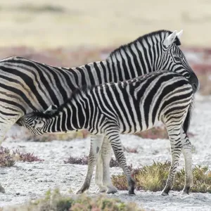 Vollständiger Anblick junger Steppenzebrae (Equus quagga), das sich von der erwachsenen Weibchen auf offener Fläche füttert