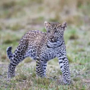 The leopard cub ( Panthera pardus ) looking for its mother, Masai Mara, Kenya, Africa The leopard cub ( Panthera pardus ) looking for its mother, Masai Mara, Kenya, Africa