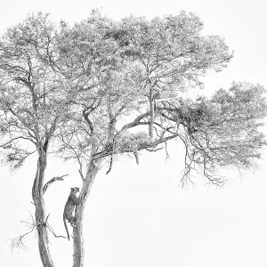 Löwe (Panthera pardus), Erwachsener und Kuhlein im Baum mit Beute, Masaa-i-Mara-Nationalpark, Provinz Rift-Valley in Kenia