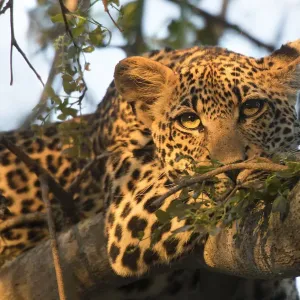 Leopard (Panthera pardus) adult resting on tree branch, Londolozi Game Reserve Leopard (Panthera pardus) adult resting on tree branch, Londolozi Game Reserve