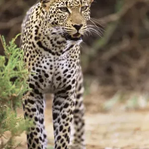 Leopard (Panthera pardus) on alert, Kenya, Buffalo Springs National Reserve Leopard (Panthera pardus) on alert, Kenya, Buffalo Springs National Reserve