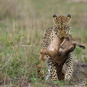 Leopard (Panthera pardus) carrying Bontebok (Damaliscus pygargus) calf prey, Londolozi