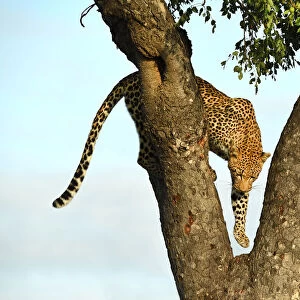 Leopard (Panthera pardus) climbing down tree, Londolozi Game Reserve, South Africa
