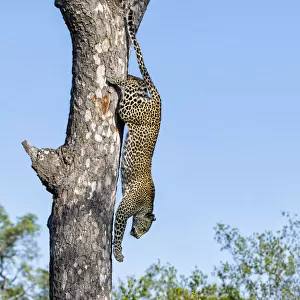 Leopard (Panthera pardus) coming down a tree very fast in Sabi Sands Private Game Reserve