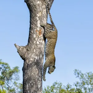 Leopard (Panthera pardus) coming down a tree very fast in Sabi Sands Private Game Reserve Leopard (Panthera pardus) coming down a tree very fast in Sabi Sands Private Game Reserve