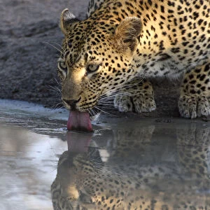 Leopard (Panthera pardus) drinking, Londolozi, Sabi-sands Game Reserve, South Africa