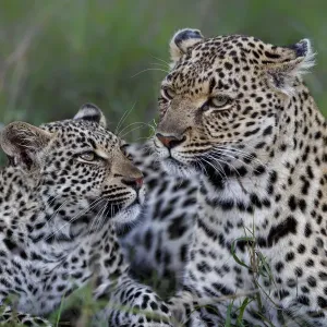Leopard ( Panthera pardus ) female with her cub in Sabi Sands Game Reserve Leopard ( Panthera pardus ) female with her cub in Sabi Sands Game Reserve