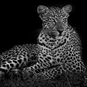 Löwe (Panthera pardus), weiblich im Dunkeln, Sabi-Sand-Privatgame-Reservat, Provinz Mpumalanga