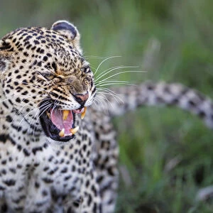Leopard (Panthera pardus) female growling, Sabi Sands Game Reserve, Mpumalanga