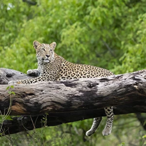 Leopard (Panthera pardus) female laying on fallen tree trunk, Okavango Delta, Botswana