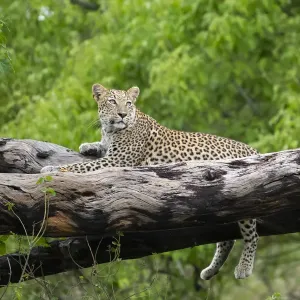 Leopard (Panthera pardus) female laying on fallen tree trunk, Okavango Delta, Botswana Leopard (Panthera pardus) female laying on fallen tree trunk, Okavango Delta, Botswana