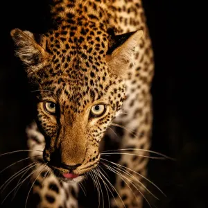 Leopard (Panthera pardus) female walking through the dark Leopard (Panthera pardus) female walking through the dark