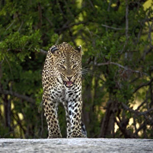Leopard (Panthera pardus) flehming, Londolozi, Sabi-sands Game Reserve, South Africa