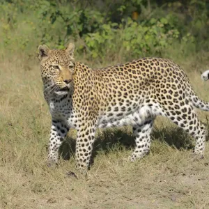 A Leopard (Panthera pardus) hunting in the day, Botswana, Moremi, Khwai Reserve A Leopard (Panthera pardus) hunting in the day, Botswana, Moremi, Khwai Reserve