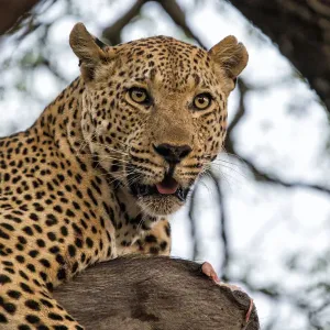 Leopard (Panthera pardus) lying in a tree eating a wartog, Sabi Sands Game Reserve Leopard (Panthera pardus) lying in a tree eating a wartog, Sabi Sands Game Reserve