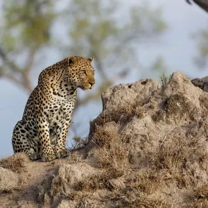 Leopard (Panthera pardus ) male sitting on a termite hill, Sabi Sands Game Reserve Leopard (Panthera pardus ) male sitting on a termite hill, Sabi Sands Game Reserve