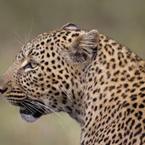 Leopard (Panthera pardus), Masai Mara, Kenya
