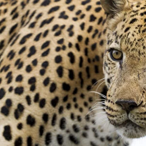 Leopard (Panthera pardus) portrait, Hoedspruit, Limpopo, South-Africa
