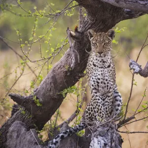 A leopard (Panthera pardus) posing on a log at sunrise, portrait, Khwai River, Botswana A leopard (Panthera pardus) posing on a log at sunrise, portrait, Khwai River, Botswana
