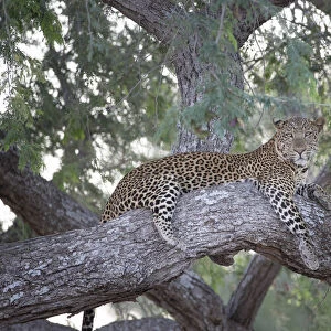 Leopard (Panthera pardus) resting on treebranch, Zambia, South Luangwa National Park