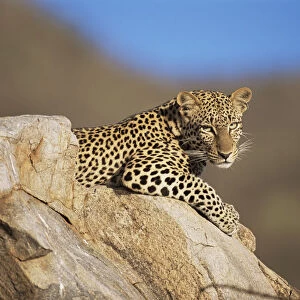 Leopard (Panthera pardus) restting on rock, Kenya, Samburu National Reserve